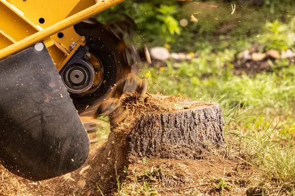Mobile Tree Removal Service That Saves You Time