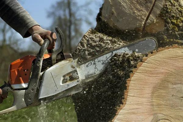 Affordable Tree Service with Fast Response Times