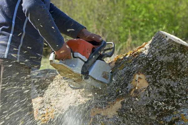 Affordable Tree Care with Fast and Professional Results
